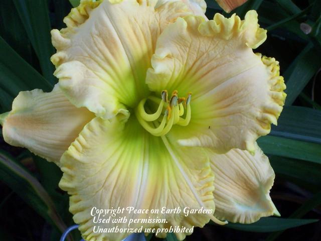Photo of Daylily (Hemerocallis 'Crystelle's Love') uploaded by vic