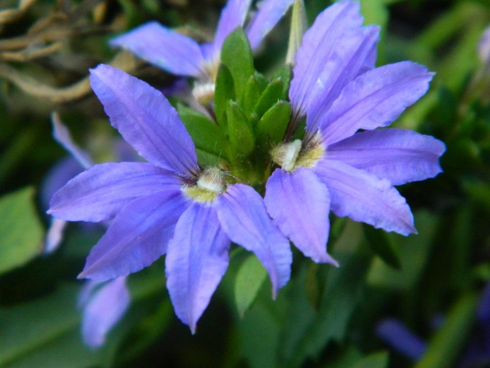 Photo of Fan Flower (Scaevola aemula) uploaded by wildflowers