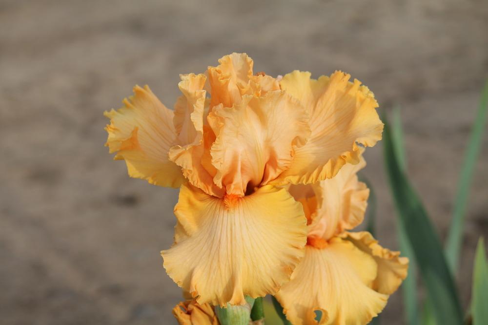 Photo of Irises (Iris) uploaded by ARUBA1334