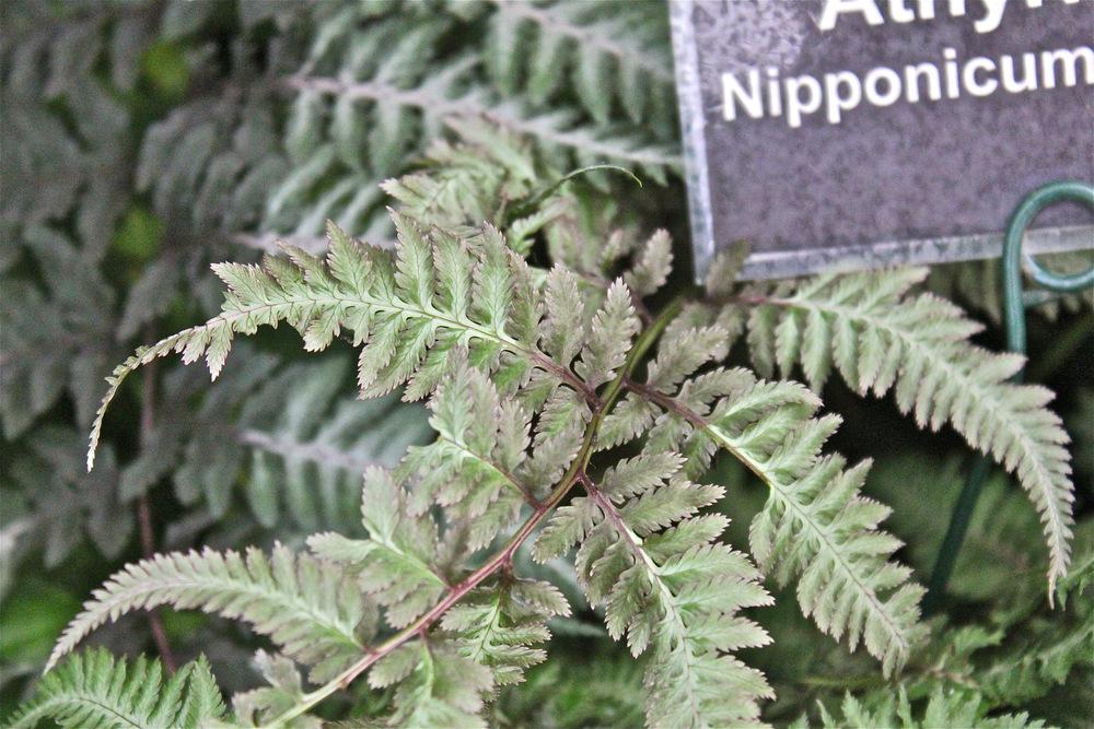 Photo of Japanese Painted Fern (Anisocampium niponicum) uploaded by NEILMUIR1