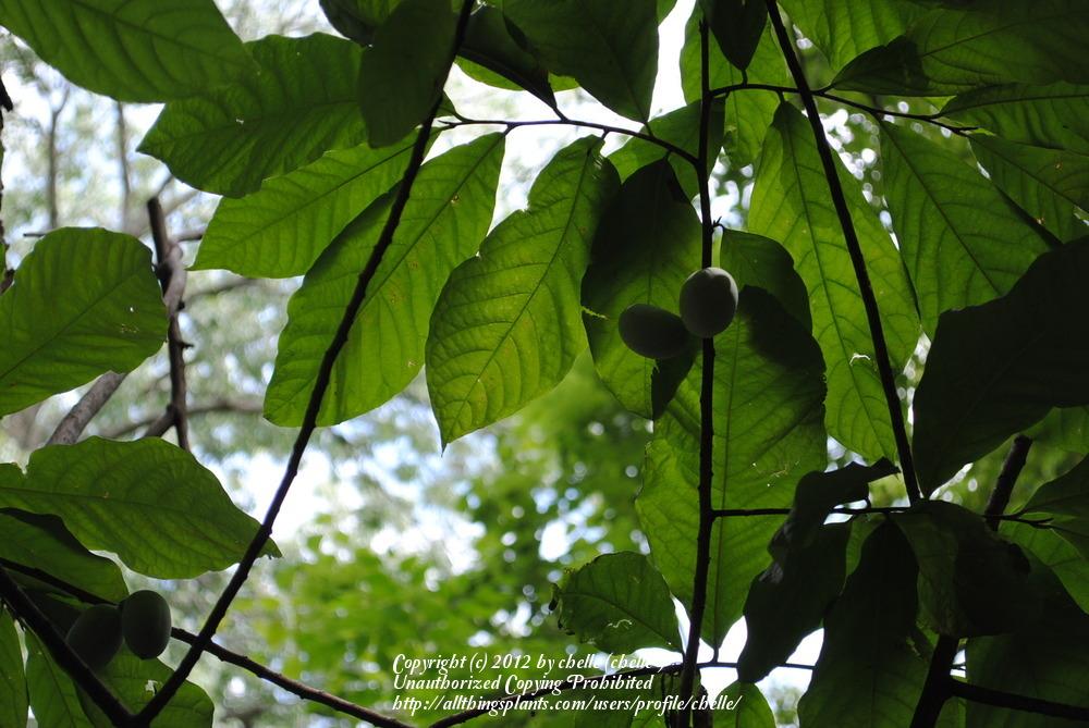 Photo of Pawpaw (Asimina triloba) uploaded by chelle