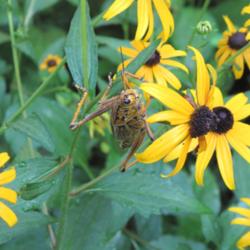 Location: Our Florida home
Date: July 24, 2012
Rudbeckia with \"lubber\" feasting on it