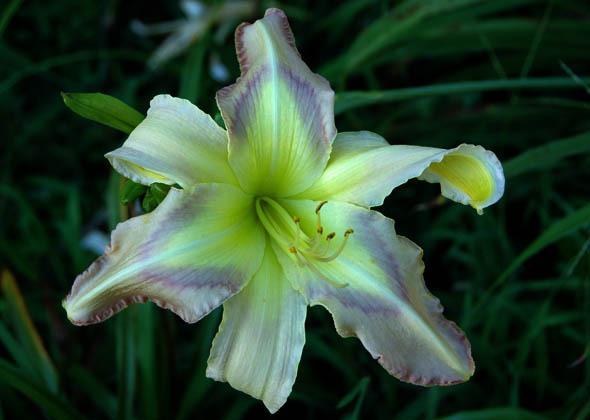 Photo of Daylily (Hemerocallis 'Awesome Appliqué') uploaded by shive1