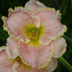Location: My garden in Bakersfield, CA
Date: 2012-07-18 
Very pastel in our summer heat
