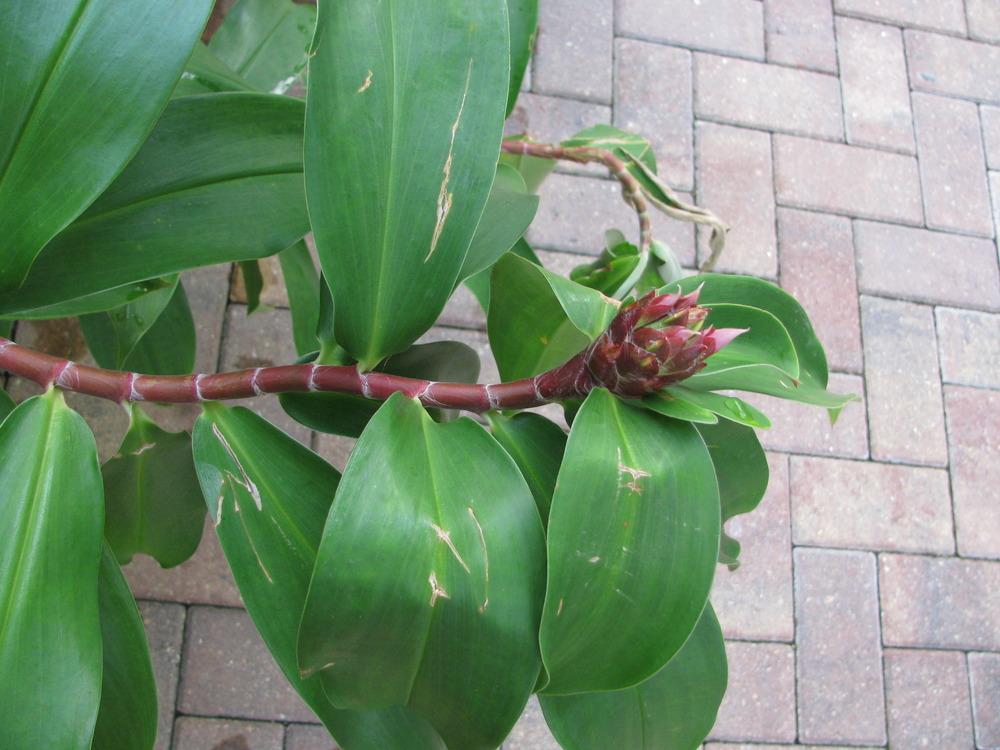 Photo of Crepe Ginger (Hellenia speciosa) uploaded by Dutchlady1