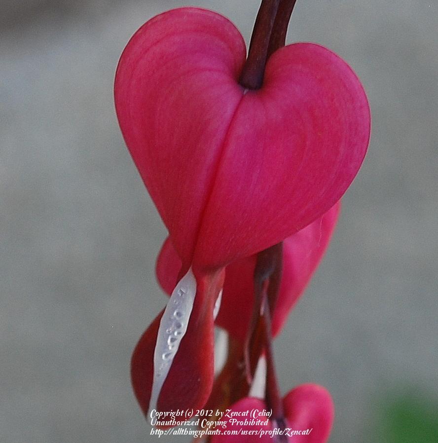 Photo of Bleeding Heart (Lamprocapnos spectabilis) uploaded by Zencat