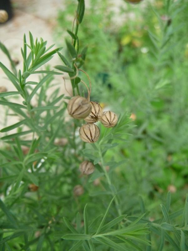Photo of Blue Flax (Linum perenne) uploaded by gardengus