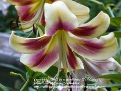 Thumb of 2012-07-25/magnolialover/dad247