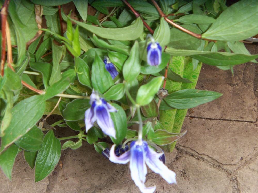 Photo of Clematis (Clematis integrifolia) uploaded by obliqua
