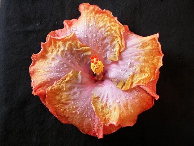 Photo of Tropical Hibiscus (Hibiscus rosa-sinensis 'Creole Lady') uploaded by stplong