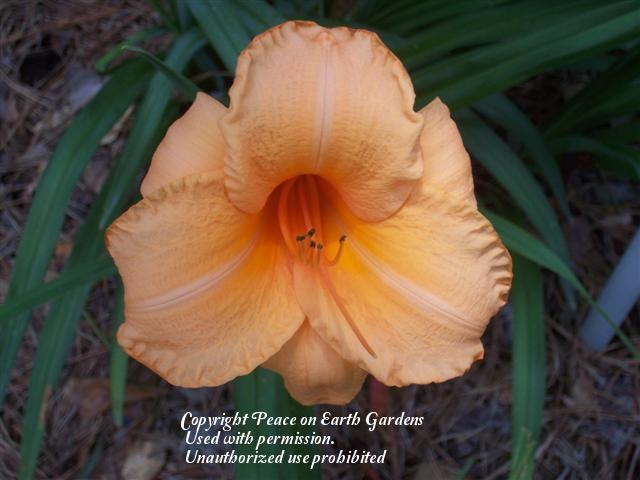Photo of Daylily (Hemerocallis 'Flames of Fortune') uploaded by vic