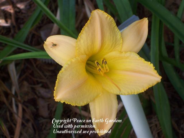 Photo of Daylily (Hemerocallis 'Etched in Gold') uploaded by vic