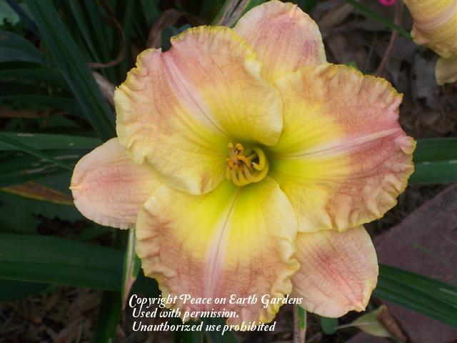 Photo of Daylily (Hemerocallis 'Frequent Comment') uploaded by vic