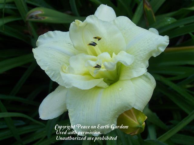 Photo of Daylily (Hemerocallis 'Flutter of Angels') uploaded by vic