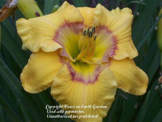 Photo of Daylily (Hemerocallis 'Faces of a Clown') uploaded by vic