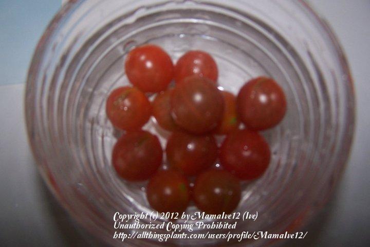 Photo of Tomatoes (Solanum lycopersicum) uploaded by MamaIve12