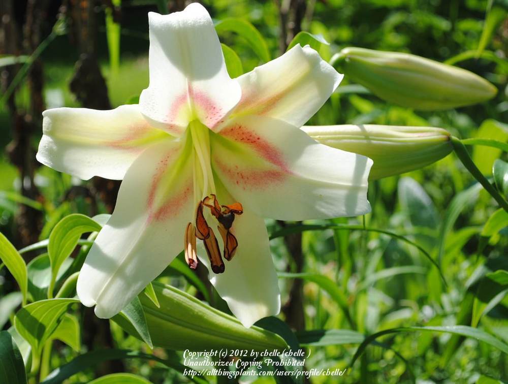 Photo of Lily (Lilium 'Bonbini') uploaded by chelle