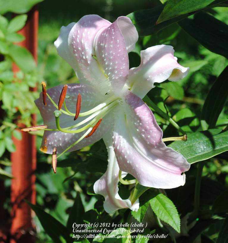 Photo of Lily (Lilium Lily Looks™ Sunny Bonaire) uploaded by chelle