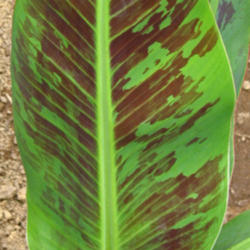 Location: z6a MA, My Garden
Date: 2012-07-26
Red markings on newer leaf