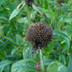 Location: Indiana  Zone 5
Date: 2012-07-26
dried seed head