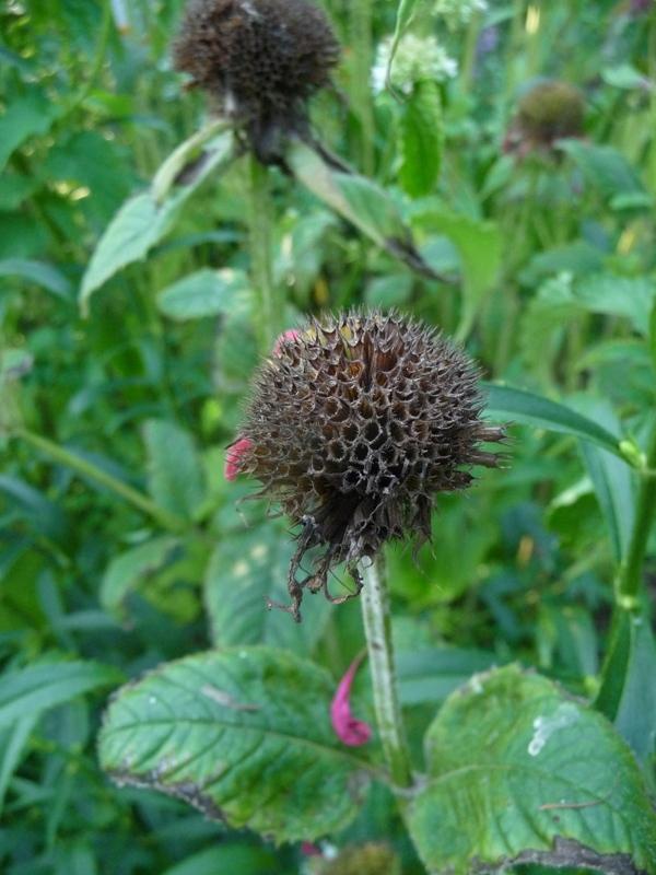 Photo of Bee Balm (Monarda didyma 'Jacob Cline') uploaded by gardengus