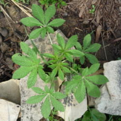 Location: Indiana  Zone 5
Date: 2012-07-26