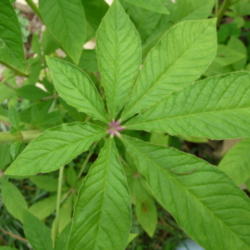 Location: Indiana  Zone 5
Date: 2012-07-26