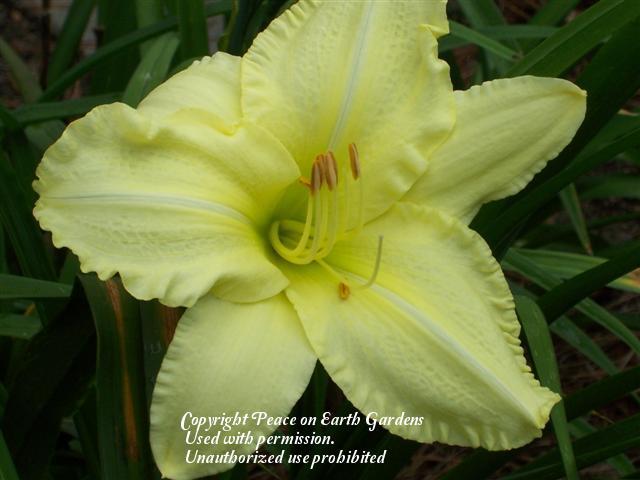 Photo of Daylily (Hemerocallis 'Going Places') uploaded by vic