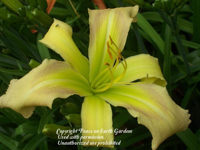 Photo of Daylily (Hemerocallis 'His Highness') uploaded by vic
