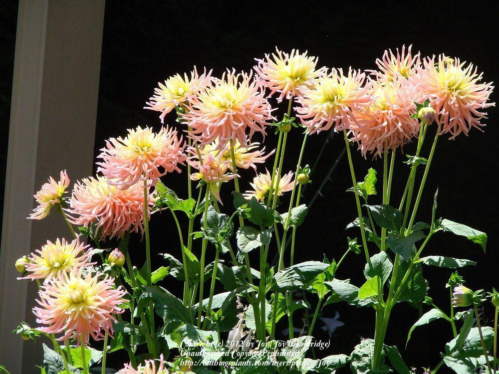 Photo of Dahlia 'Alfred Grille' uploaded by Joy