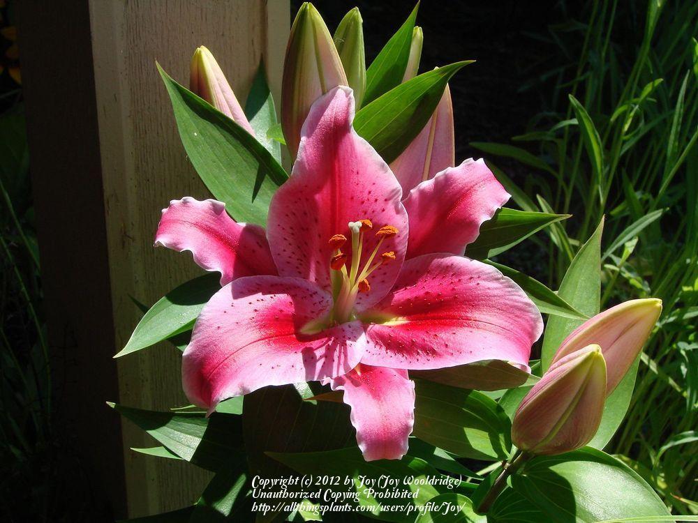 Photo of Lily (Lilium Lily Looks™ After Eight) uploaded by Joy