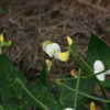 Yellow sepals. Once they open the bloom is white.