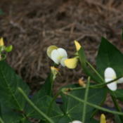 Yellow sepals. Once they open the bloom is white.