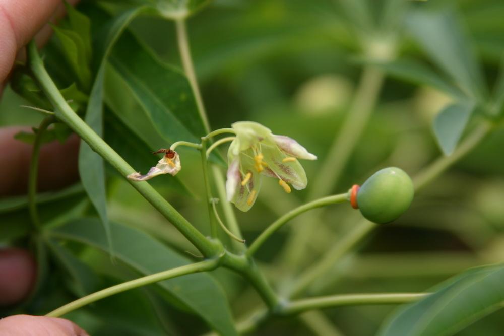 Photo of Tapioca Plant (Manihot esculenta) uploaded by dave