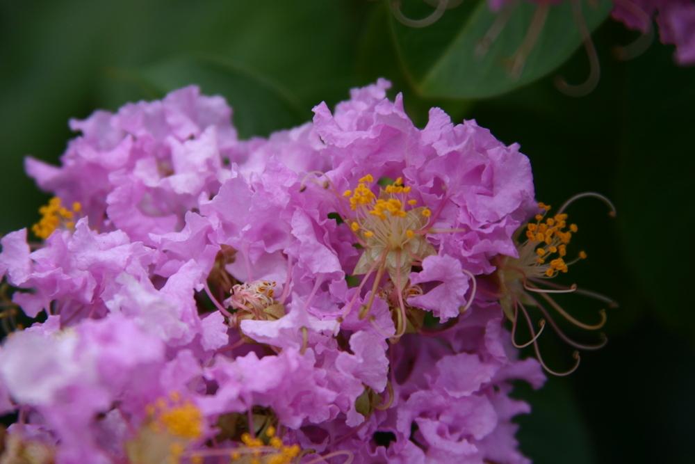 Photo of Crepe Myrtle (Lagerstroemia 'Muskogee') uploaded by dave