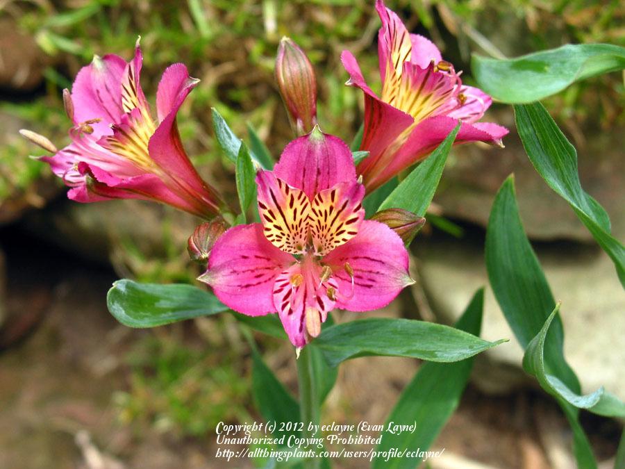 Photo of Peruvian Lily (Alstroemeria 'Mauve Majesty') uploaded by eclayne