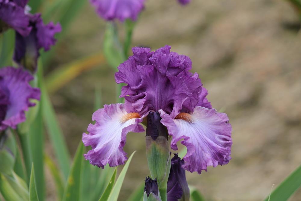 Photo of Tall Bearded Iris (Iris 'Russian Violet') uploaded by ARUBA1334