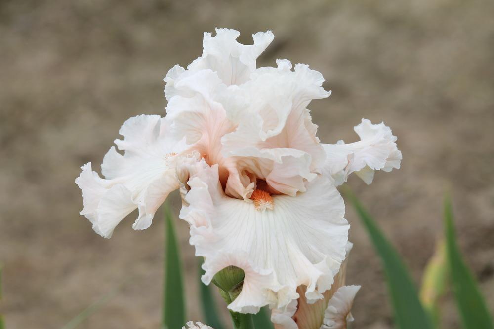 Photo of Tall Bearded Iris (Iris 'Hopeless Romantic') uploaded by ARUBA1334