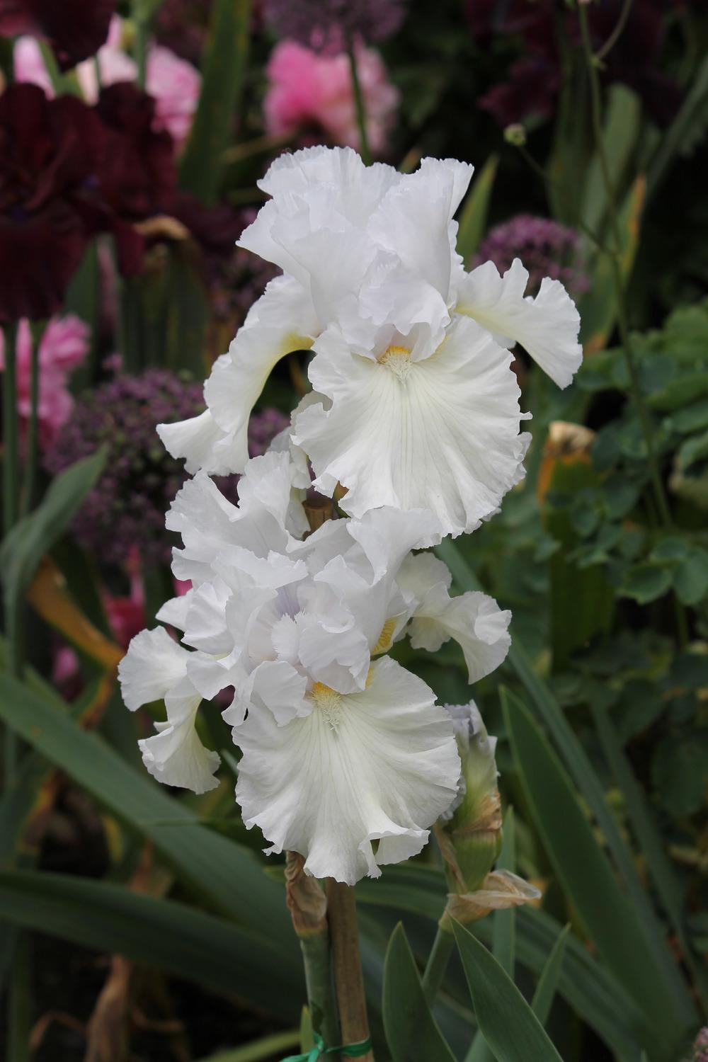 Photo of Tall Bearded Iris (Iris 'Porcelain Angel') uploaded by ARUBA1334