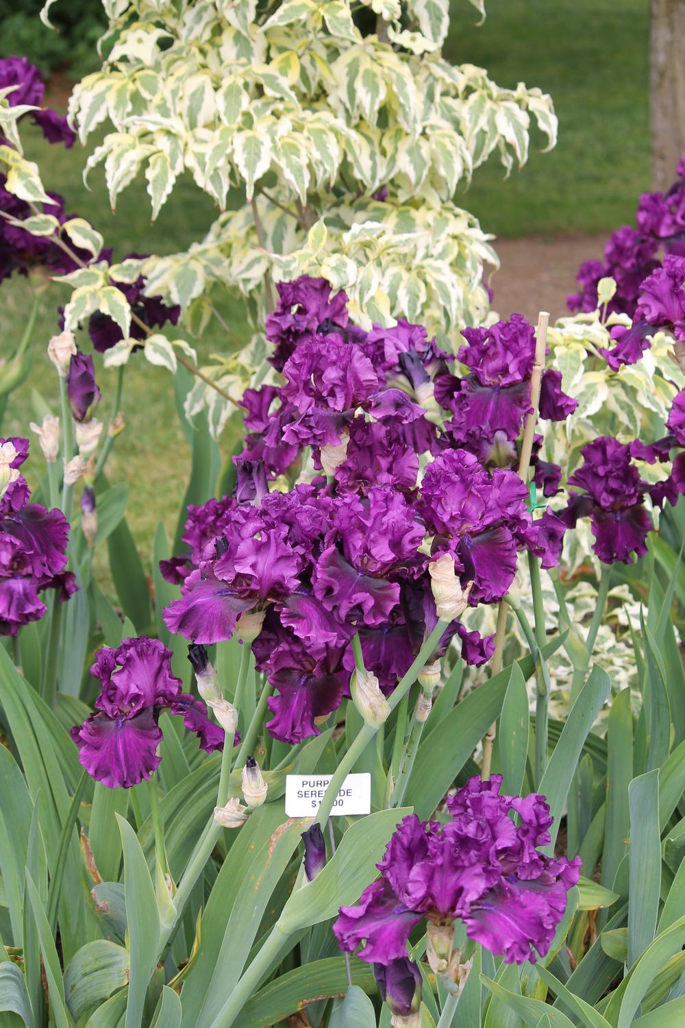 Photo of Tall Bearded Iris (Iris 'Purple Serenade') uploaded by ARUBA1334