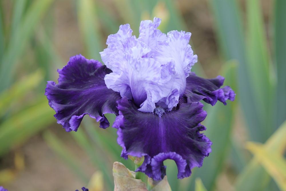 Photo of Tall Bearded Iris (Iris 'Rainy River') uploaded by ARUBA1334
