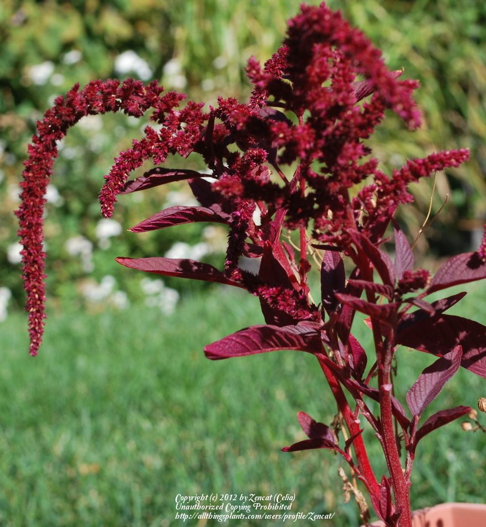 Photo of Red Amaranth (Amaranthus 'Komo') uploaded by Zencat