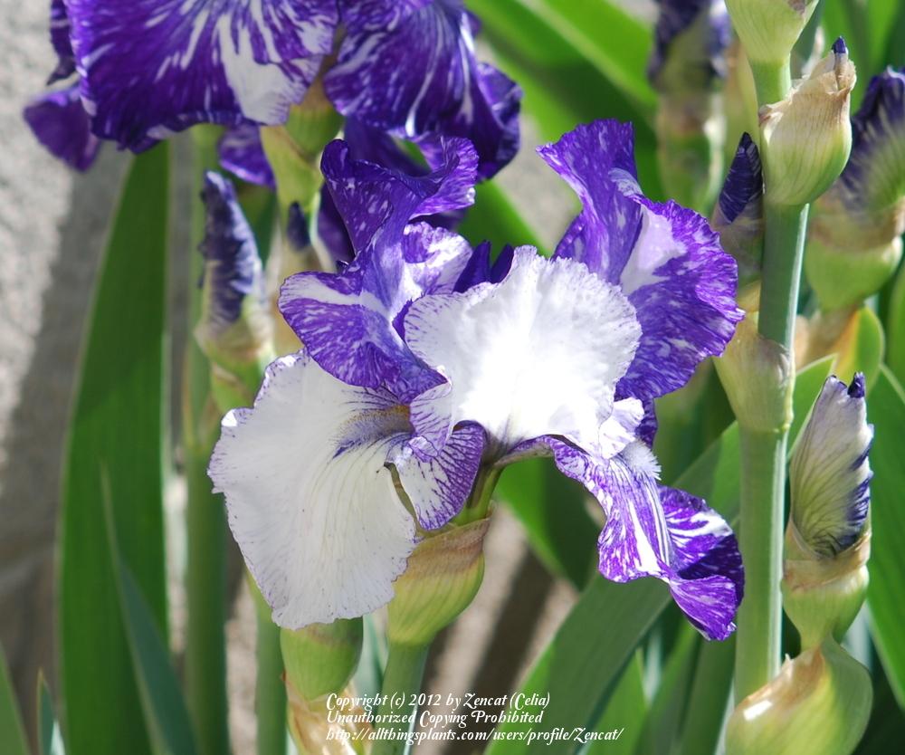 Photo of Border Bearded Iris (Iris 'Batik') uploaded by Zencat