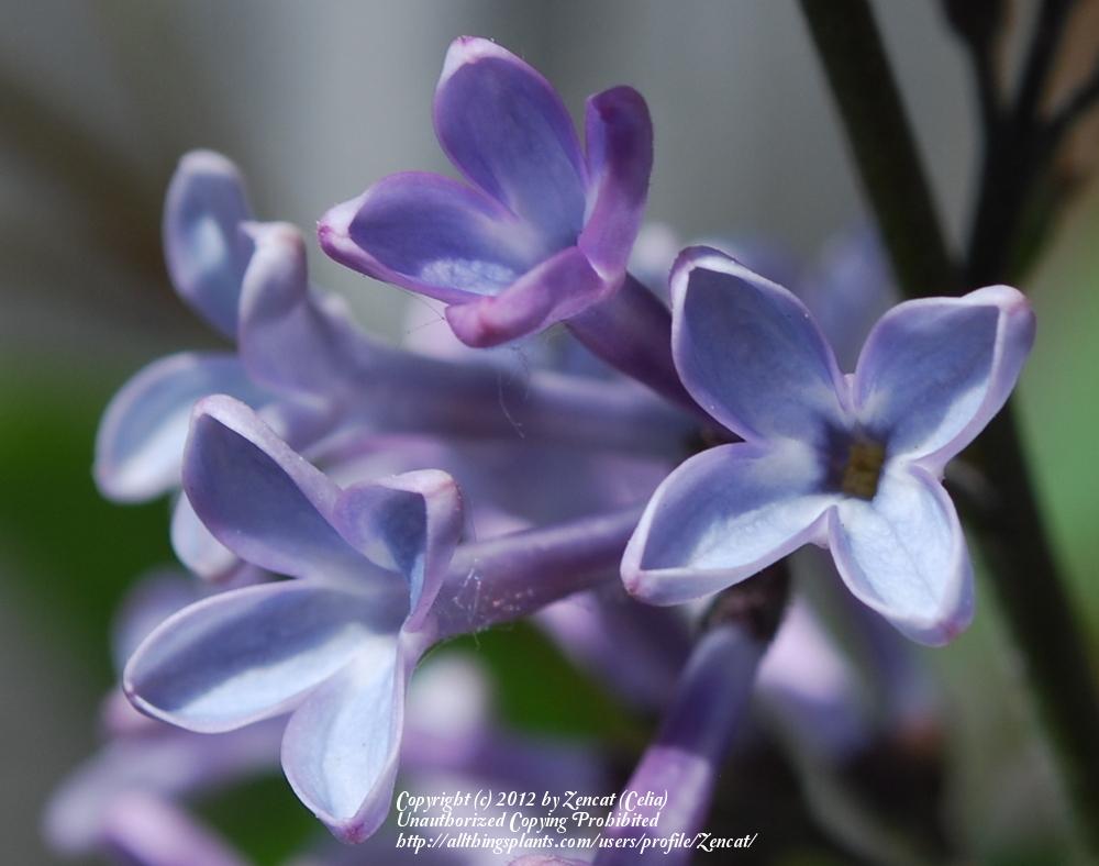 Photo of Common Lilac (Syringa vulgaris) uploaded by Zencat