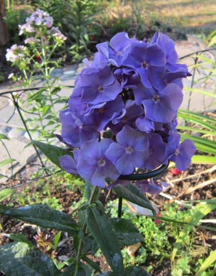 Photo of Garden Phlox (Phlox paniculata 'Blue Paradise') uploaded by ge1836