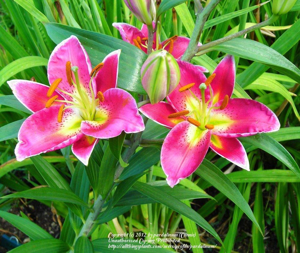 Photo of Lily (Lilium 'Tessala') uploaded by pardalinum