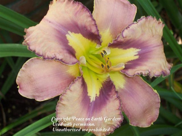 Photo of Daylily (Hemerocallis 'Lighter than Air') uploaded by vic