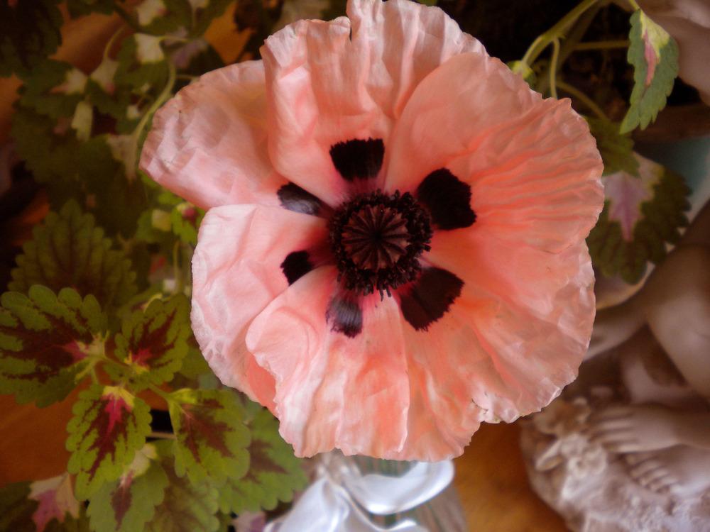Photo of Oriental Poppy (Papaver orientale 'Princess Victoria Louise') uploaded by woofie