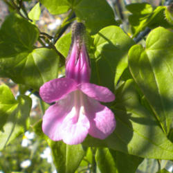 Location: NE Washington, Zone 5b
Date: July 28, 2012
Asarina scandens \"Mystic Rose\" individual bloom