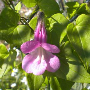 Asarina scandens \"Mystic Rose\" individual bloom
